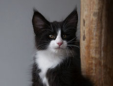 Wildfee's Norwegische Waldkatzen Wildfee's Samson - 10 Wochen alt