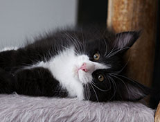 Wildfee's Norwegische Waldkatzen Wildfee's Samson - 10 Wochen alt alt