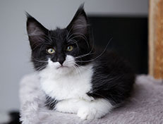 Wildfee's Norwegische Waldkatzen Wildfee's Siri Swana - 10 Wochen alt