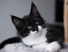 Wildfee's Norwegische Waldkatzen Wildfee's Siri Swana - 10 Wochen alt alt