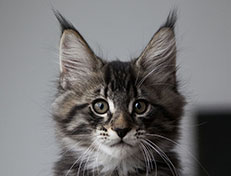 Wildfee's Norwegische Waldkatzen Wildfee's Solgunn - 10 Wochen alt
