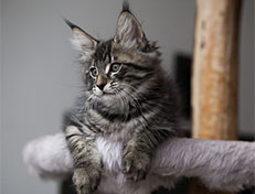 Wildfee's Norwegische Waldkatzen Wildfee's Solgunn - 10 Wochen alt