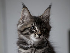 Wildfee's Norwegische Waldkatzen Wildfee's Solgunn - 10 Wochen alt alt