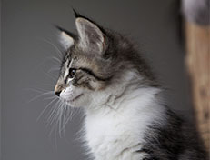 Wildfee's Norwegische Waldkatzen Wildfee's Solveig - 10 Wochen alt