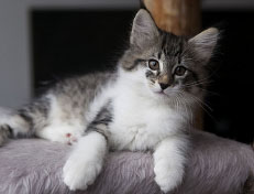 Wildfee's Norwegische Waldkatzen Wildfee's Solveig - 10 Wochen alt alt