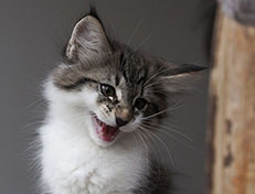 Wildfee's Norwegische Waldkatzen Wildfee's Solveig - 10 Wochen alt alt