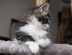 Wildfee's Norwegische Waldkatzen Wildfee's Sylvie - 10 Wochen alt