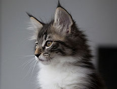 Wildfee's Norwegische Waldkatzen Wildfee's Sylvie - 10 Wochen alt
