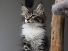 Wildfee's Norwegische Waldkatzen Wildfee's Sylvie - 10 Wochen alt alt