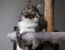 Wildfee's Norwegische Waldkatzen Wildfee's Sylvie - 10 Wochen alt alt