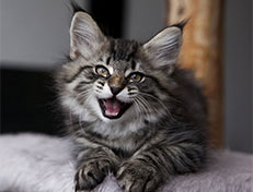 Wildfee's Norwegische Waldkatzen Wildfee's Synofee - 10 Wochen alt