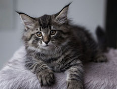 Wildfee's Norwegische Waldkatzen Wildfee's Synofee - 10 Wochen alt alt