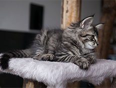 Wildfee's Norwegische Waldkatzen Wildfee's Synofee - 10 Wochen alt alt