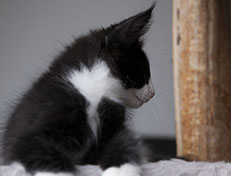 Wildfee's Norwegische Waldkatzen Wildfee's Samson - 12 Wochen alt