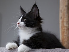 Wildfee's Norwegische Waldkatzen Wildfee's Samson - 12 Wochen alt