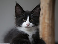 Wildfee's Norwegische Waldkatzen Wildfee's Samson - 12 Wochen alt alt
