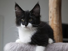 Wildfee's Norwegische Waldkatzen Wildfee's Siri Swana - 12 Wochen alt