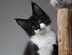 Wildfee's Norwegische Waldkatzen Wildfee's Siri Swana - 12 Wochen alt alt