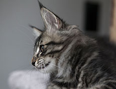 Wildfee's Norwegische Waldkatzen Wildfee's Solgunn - 12 Wochen alt