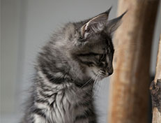 Wildfee's Norwegische Waldkatzen Wildfee's Solgunn - 12 Wochen alt alt