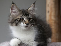 Wildfee's Norwegische Waldkatzen Wildfee's Sylvie - 12 Wochen alt