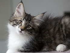 Wildfee's Norwegische Waldkatzen Wildfee's Sylvie - 12 Wochen alt alt