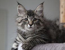 Wildfee's Norwegische Waldkatzen Wildfee's Synofee - 12 Wochen alt