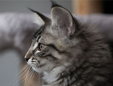 Wildfee's Norwegische Waldkatzen Wildfee's Synofee - 12 Wochen alt
