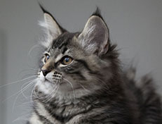 Wildfee's Norwegische Waldkatzen Wildfee's Synofee - 12 Wochen alt alt