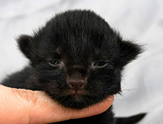 Wildfee's Norwegische Waldkatzen Wildfee's Salem Saberhagen - eine Woche alt