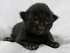 Wildfee's Norwegische Waldkatzen Wildfee's Salem Saberhagen - eine Woche alt