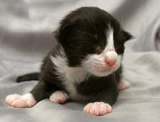 Wildfee's Norwegische Waldkatzen Wildfee's Samson - eine Woche alt