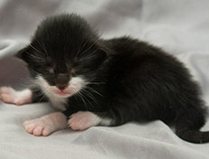 Wildfee's Norwegische Waldkatzen Wildfee's Siri Swana - eine Woche alt