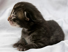 Wildfee's Norwegische Waldkatzen Wildfee's Solgunn - eine Woche alt