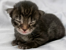Wildfee's Norwegische Waldkatzen Wildfee's Solgunn - eine Woche alt