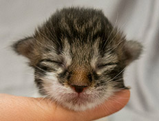 Wildfee's Norwegische Waldkatzen Wildfee's Sylvie - eine Woche alt