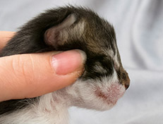 Wildfee's Norwegische Waldkatzen Wildfee's Sylvie - eine Woche alt