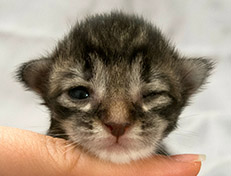 Wildfee's Norwegische Waldkatzen Wildfee's Synofee - eine Woche alt