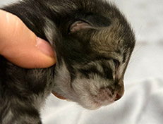 Wildfee's Norwegische Waldkatzen Wildfee's Synofee - eine Woche alt