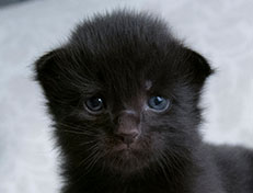 Wildfee's Norwegische Waldkatzen Wildfee's Salem Saberhagen - zwei Wochen alt