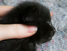 Wildfee's Norwegische Waldkatzen Wildfee's Salem Saberhagen - zwei Wochen alt