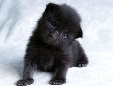 Wildfee's Norwegische Waldkatzen Wildfee's Salem Saberhagen - zwei Wochen alt alt