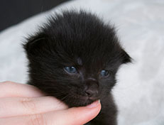 Wildfee's Norwegische Waldkatzen Wildfee's Salem Saberhagen - zwei Wochen alt alt