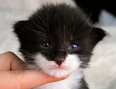 Wildfee's Norwegische Waldkatzen Wildfee's Siri Swana - zwei Wochen alt