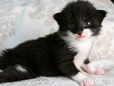 Wildfee's Norwegische Waldkatzen Wildfee's Siri Swana - zwei Wochen alt