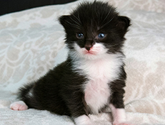 Wildfee's Norwegische Waldkatzen Wildfee's Siri Swana - zwei Wochen alt alt