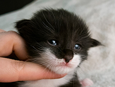 Wildfee's Norwegische Waldkatzen Wildfee's Siri Swana - zwei Wochen alt alt