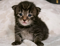 Wildfee's Norwegische Waldkatzen Wildfee's Solgunn - zwei Wochen alt