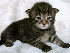 Wildfee's Norwegische Waldkatzen Wildfee's Solgunn - zwei Wochen alt alt