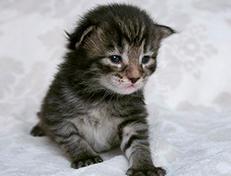 Wildfee's Norwegische Waldkatzen Wildfee's Solgunn - zwei Wochen alt alt